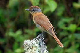 Chestnut-crowned Becard