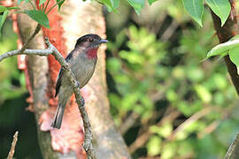 Rose-throated Becard