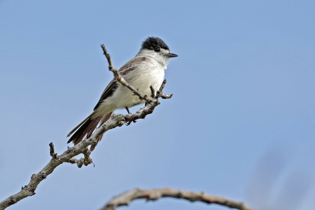 White-naped Xenopsarisadult