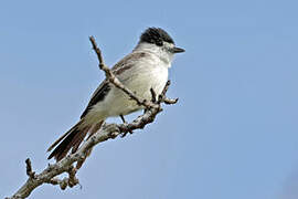 White-naped Xenopsaris