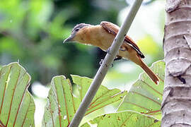 Pink-throated Becard