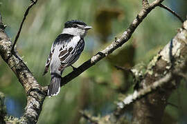 Grey-collared Becard