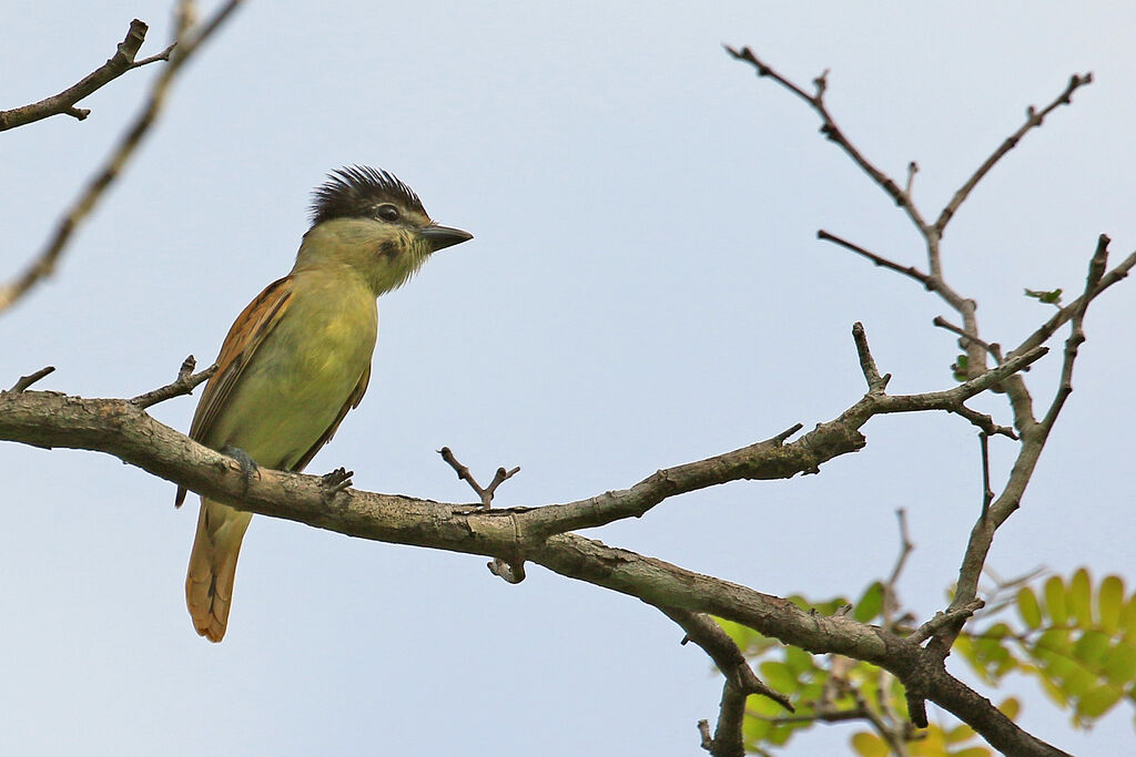 Grey-collared Becard female adult