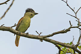 Grey-collared Becard