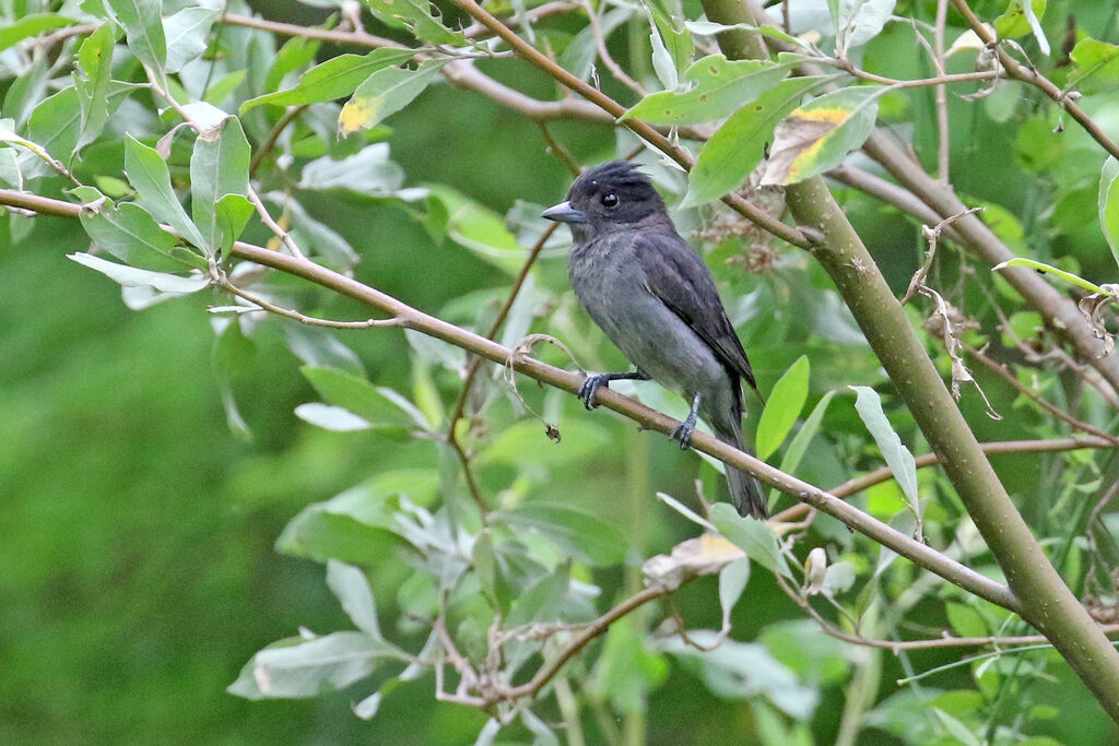 One-colored Becard male adult