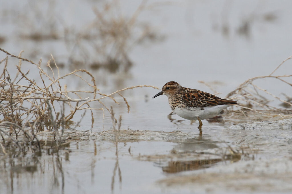 Long-toed Stintadult breeding