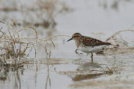 Long-toed Stint