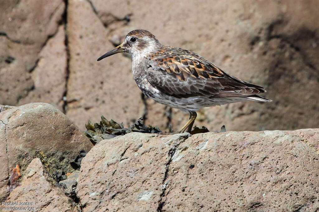 Rock Sandpiperadult breeding, identification