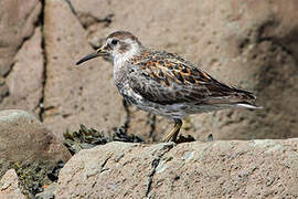 Rock Sandpiper