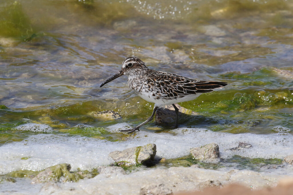 Broad-billed Sandpiperadult