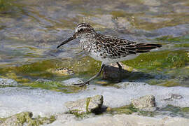 Broad-billed Sandpiper