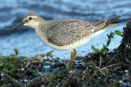 Red Knot