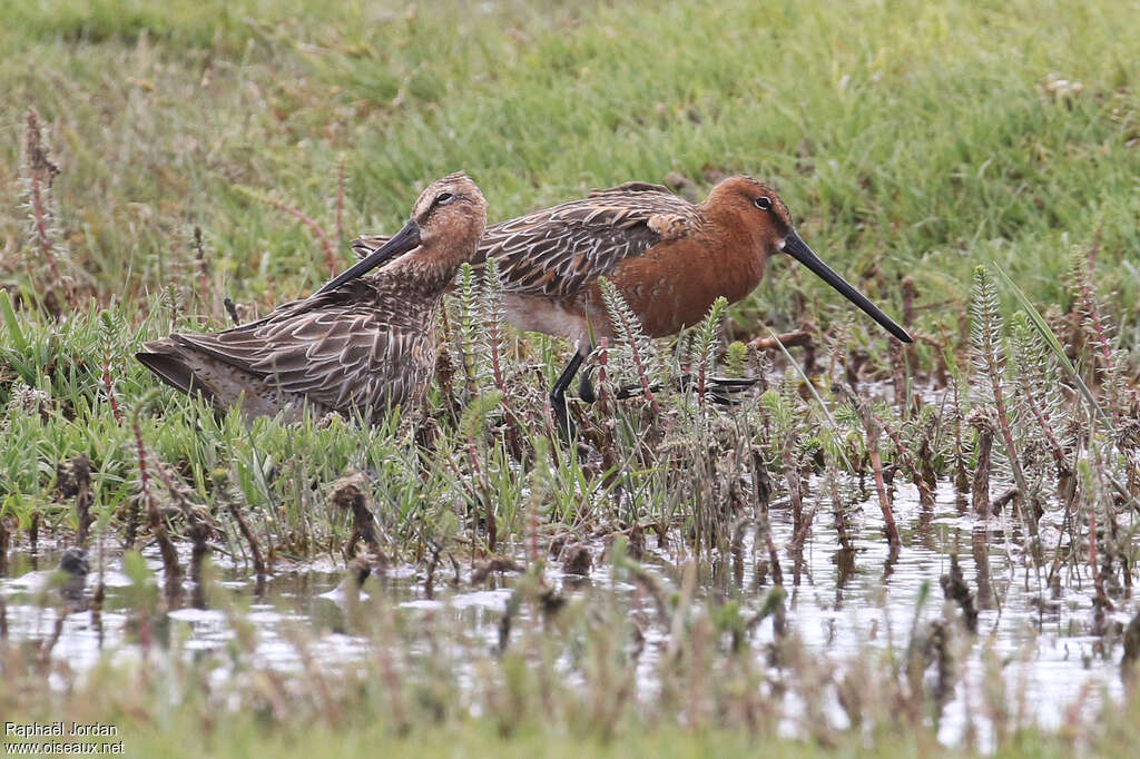 Asian Dowitcher male adult breeding, identification