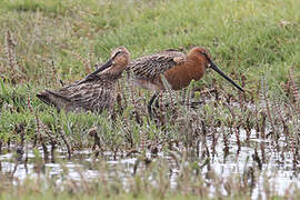 Asian Dowitcher