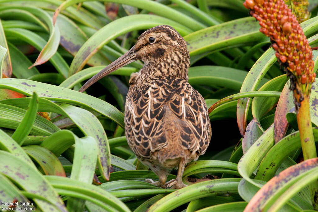 Bécassine d'Aucklandadulte