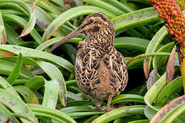 Subantarctic Snipe