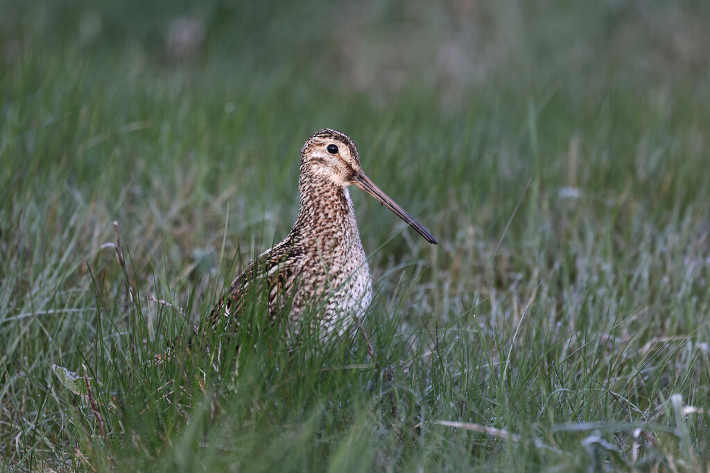 Magellanic Snipeadult