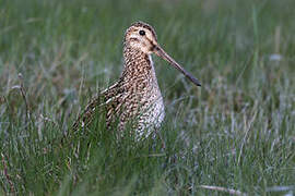 Magellanic Snipe