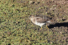 Pantanal Snipe