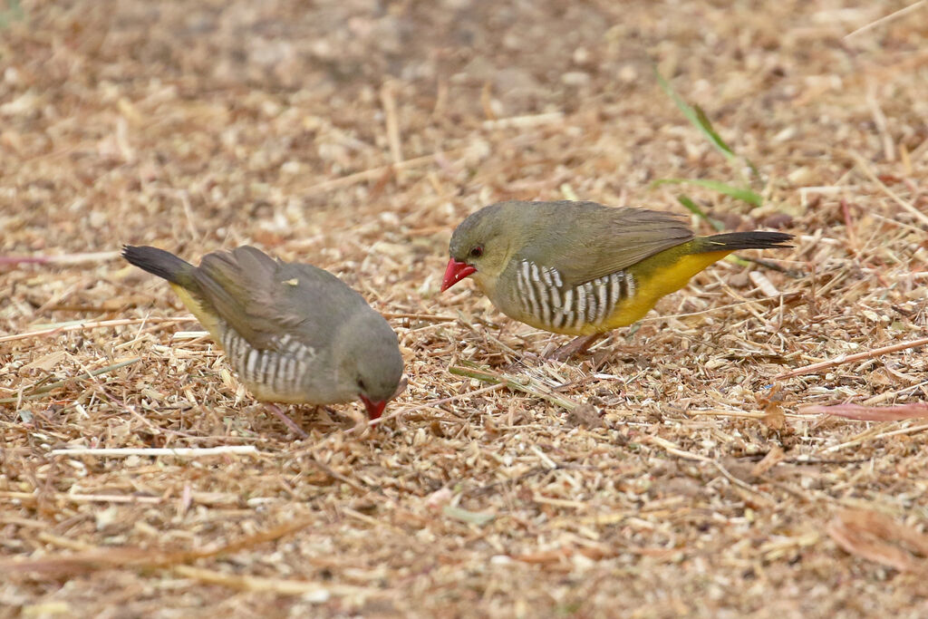 Green Avadavatadult