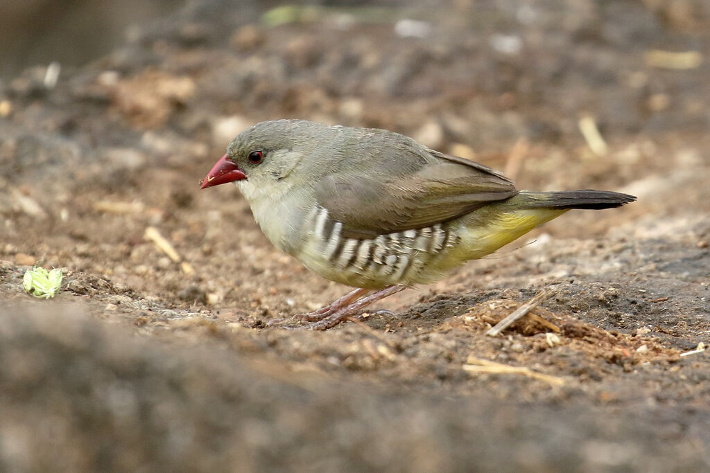 Green Avadavatadult