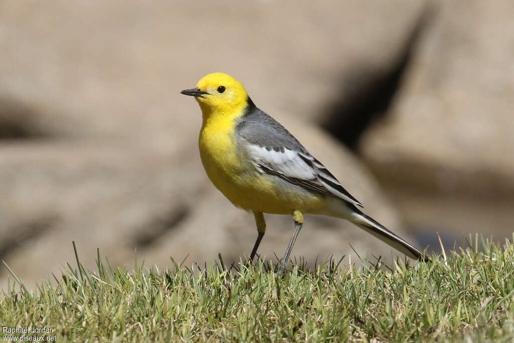 Citrine Wagtail male adult breeding, identification