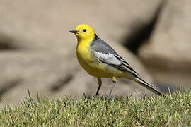 Citrine Wagtail