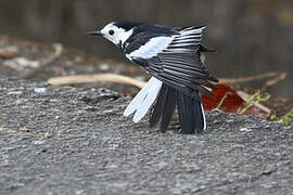 White Wagtail