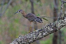 White-backed Night Heron