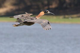 White-backed Night Heron