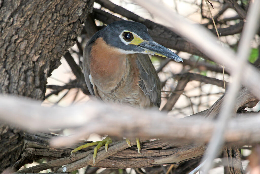 White-backed Night Heronadult