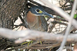 White-backed Night Heron