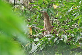 Malayan Night Heron