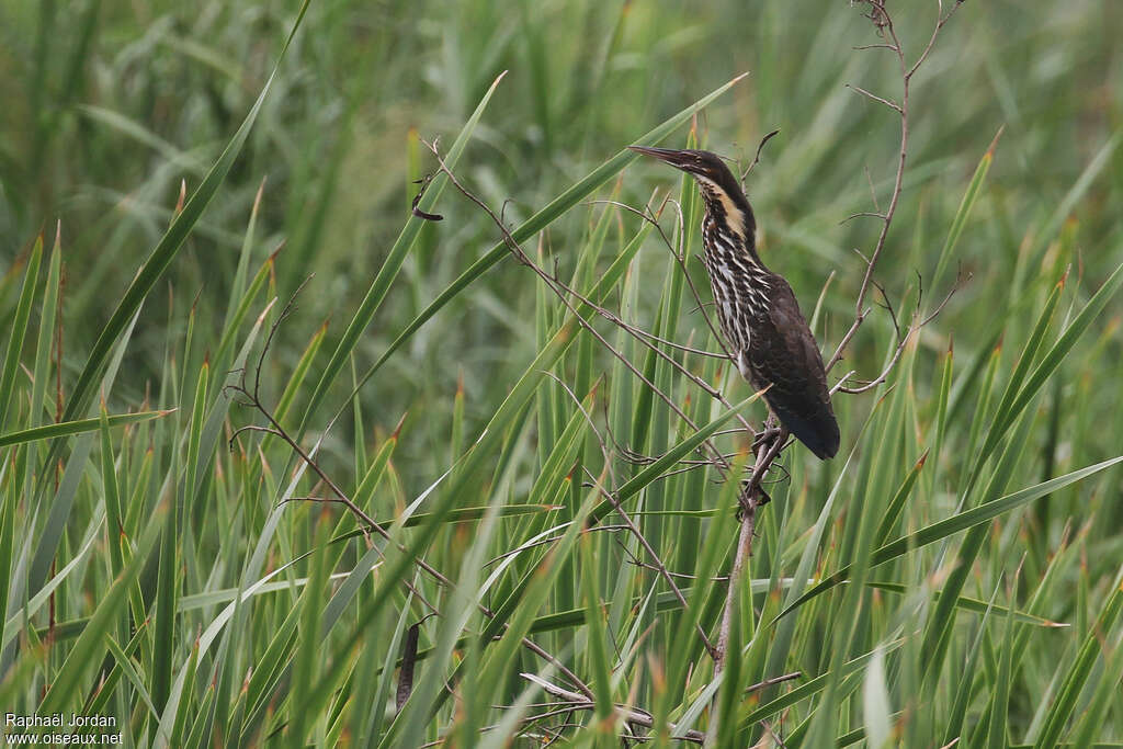 Blongios à cou jaunesubadulte, identification