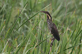 Black Bittern