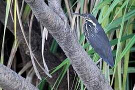 Black Bittern