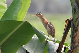 Yellow Bittern