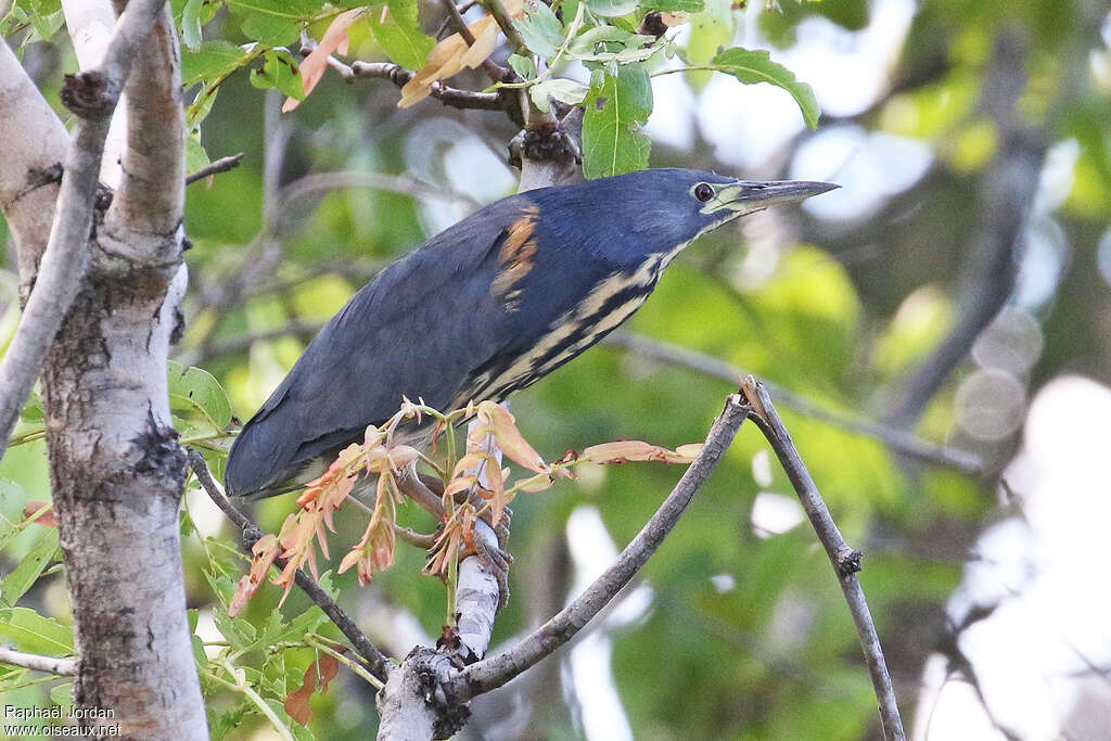 Dwarf Bitternadult, identification