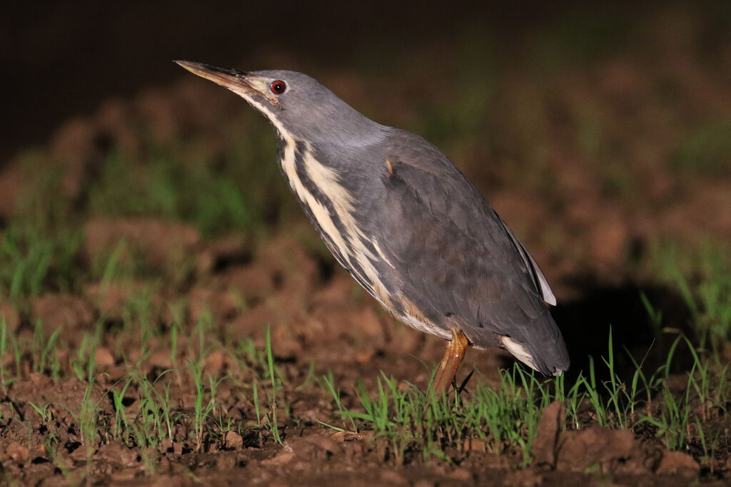 Dwarf Bitternadult