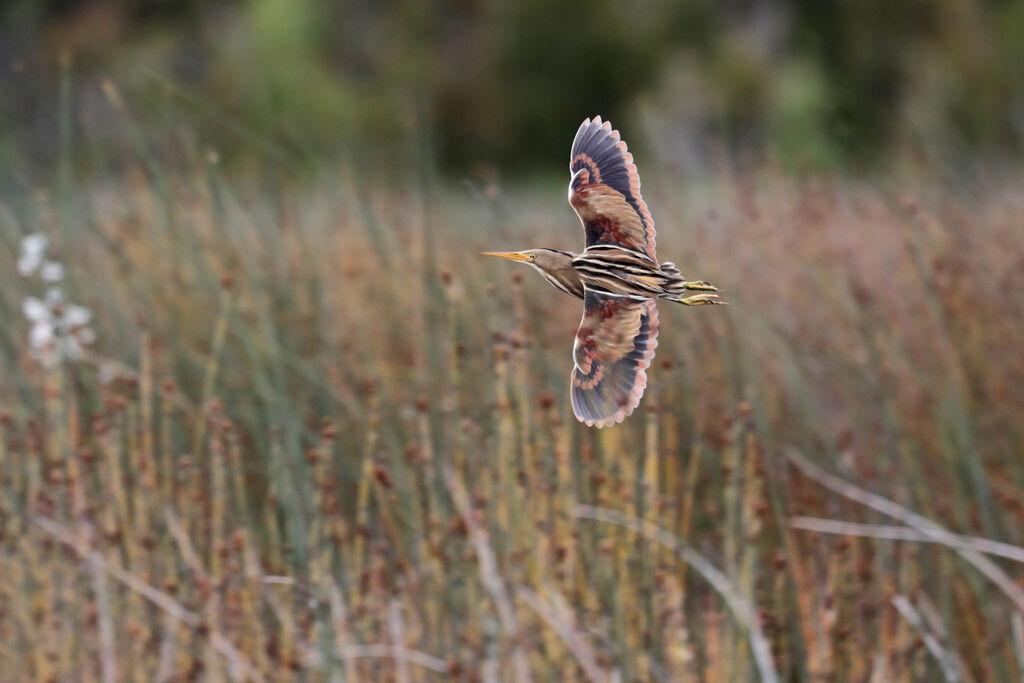 Stripe-backed Bitternadult, Flight