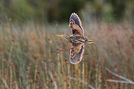 Stripe-backed Bittern