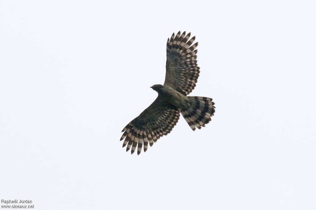 Long-tailed Honey Buzzard