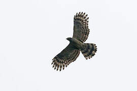 Long-tailed Honey Buzzard