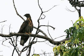 Barred Honey Buzzard