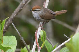 Grey-sided Bush Warbler