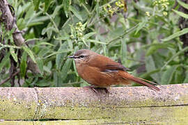 Cinnamon Bracken Warbler