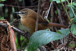 Cinnamon Bracken Warbler