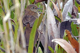 Little Rush Warbler