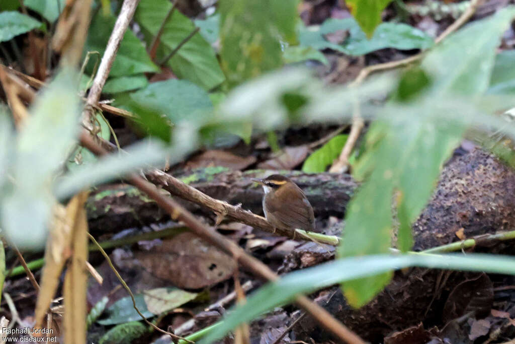 Bornean Stubtail