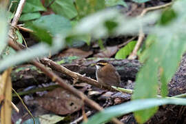 Bornean Stubtail